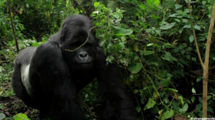 Virunga Gorilla